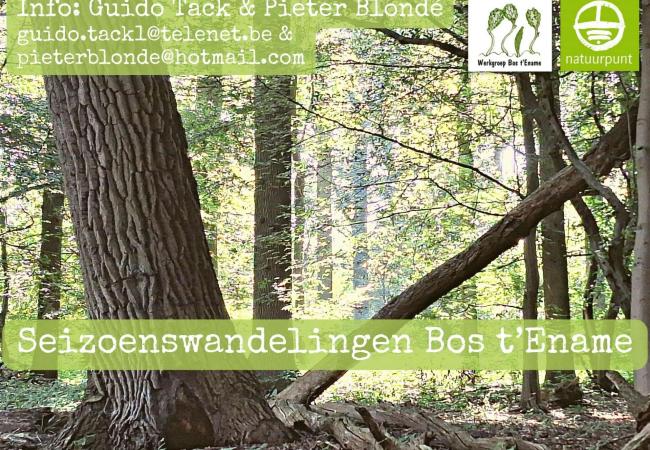 Bos t'Ename winterwandeling © Seizoenswandelingen Bos t'Ename