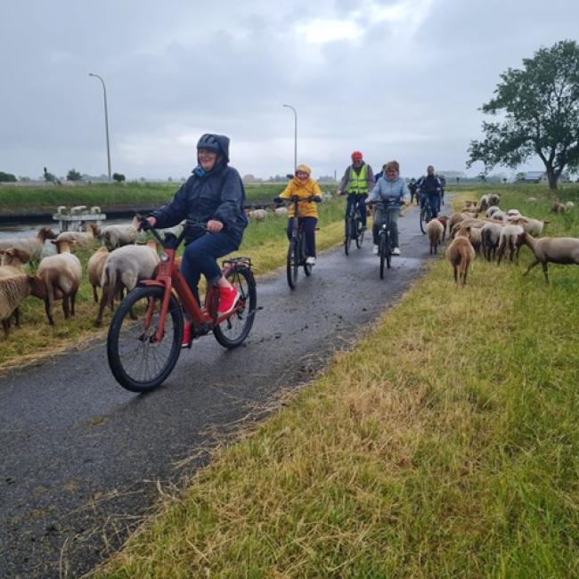 fietsen tussen de schapen